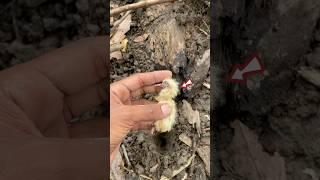dead baby pigeon in a tree hole  #shorts #pigeon #kabutar #birds #pets