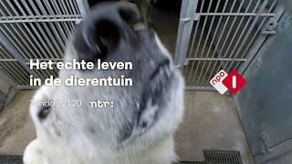 Het echte leven in de dierentuin