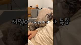 고양이보다 서열이 높은 집사들 특징