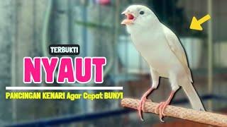 Suara PANCINGAN KENARI Paud CEPAT Belajar BUNYI Ngeriwik || Terapi KENARI GACOR Panjang || Part 204