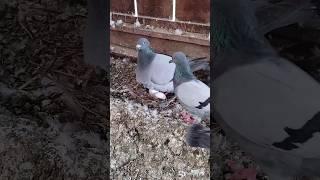 Pigeons breeding in loft #birds #pigeonbaby #racingpigeons #pigeon #pigeonloft