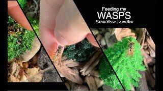 Wasps of the Day  -  How I Do It  (climbs on my finger at 6:02).