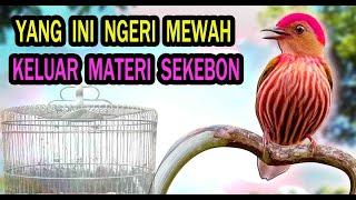 Masteran Burung Full Isian Untuk Lomba Mewah