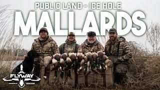 Ice Hole MALLARDS On Public Land