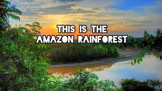 This is the Amazon  | Rainforest Tours Brazil  | Off Roads Travel