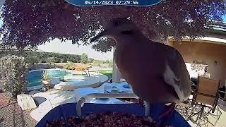 Dove having breakfast