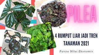 4 Rumput Liar Yang Hits Untuk Tanaman Hias Indoor | Jenis Pilea Terpopuler #koleksi_kebuncilik