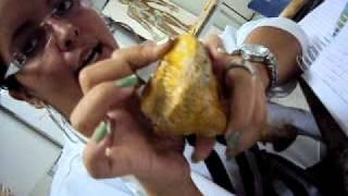 Aula de anatomia- F. São Lucas - Tíbia