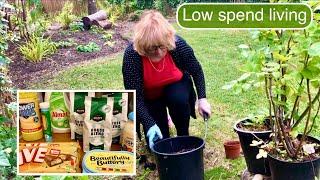 I WENT TO ALDI THIS WEEK ! | CONTAINER GARDENING | LOW SPEND LIVING