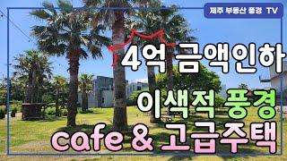 (금액인하)  2700 평 야자수 나무 ^^넓고 예쁜 cafe 정원^^ 이색적 풍경에 색다른 만남