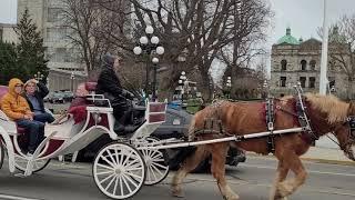 Tally-Ho Victoria BC Canada. Horse carriage  in front of Legislative Assembly Building.  Bagpipes.