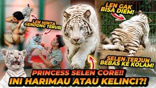 SELEN CORE ! KUMPULAN VIDEO2 KELAKUAN UNIK SELEN ! DARI PAS TIBA DISINI SAMPAI SAAT INI !