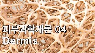 피부과학개론04 진피 구조와 콜라겐 생성 / 상처회복 / 비후성흉터 / 켈로이드