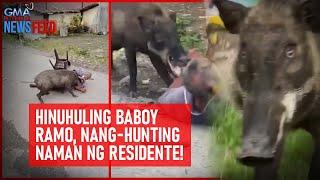 Hinuhuling baboy ramo, nang-hunting naman ng residente! | GMA Integrated Newsfeed