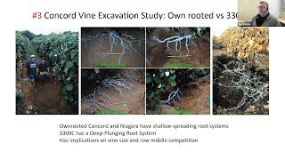 Between The Vines S3E11: #3 with Dr. Bates: Concord Vine Excavation Study - own rooted vs 3309