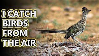 Roadrunner facts: "Meep meep" more like "Coo coo" | Animal Fact Files