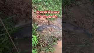 บึนจริงๆตัวเบอร์เรอร์ มายังไง #ปลา #กบ