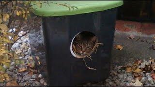 DIY Outdoor Shelter for Community Cats