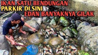 Ribuan Ikan Ngumpul Di Sini Saat Bendungan Kering Setelah Banjir