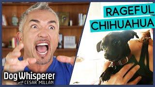 Cesar Millan Confronts Angry Chihuahua! | Dog Whisperer