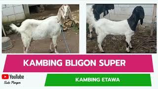 Ternak Kambing Etawa Super