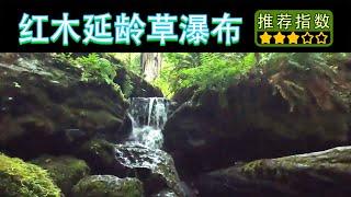 【11天环游美西 • 红木国家公园延龄草瀑布】Trillium Falls Trail｜如果时间够用可以走2.6Miles的Loop Trail