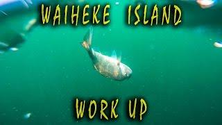 Perfect Day fishing! Waiheke Island Work Up