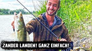 [Ein heikles Thema] Mach dabei bloß KEINEN Fehler! Zander Landen - Ganz einfach!