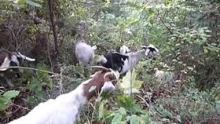 Goat girls eat wild blackberry (Please read description) 山羊吃野黑莓 (請看描述欄)