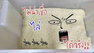 วิธีกำจัดมด ออกจากข้าวสาร ทำอย่างไร #หยุดแล้ว #ทำอะไรดี