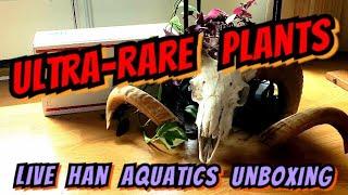 HAN AQUATICS Unboxing!  *+Discount Code!* The Rarest & Most Exotic Aquatic Plants in the Hobby!