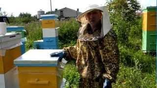 Пчеловодство для начинающих. Видео.