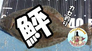 アジ泳がせ50超の鮃！やりましたぁ～