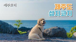 [4k] 제주도여행코스! '섭지코지' 강아지산책 다녀왔어요~ south korea, jejuisland 'Seopjikoji' with goldenretriever puppy