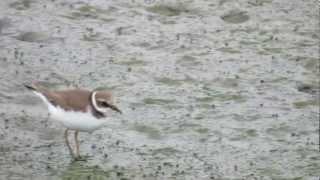 小環頸鴴跟磯鷸@華江雁鴨自然公園