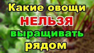 Какие овощи НЕЛЬЗЯ выращивать рядом | Советы огородникам