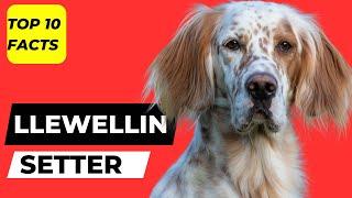 Llewellin Setters Top TOP 1O FACTS & (MOST POPULAR Llewellin Setters QUESTIONS ANSWERED)