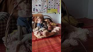 Meet the Heartwarming Monkey Family Leo, Loe, and Joe   A Tale of Love and Adventure 