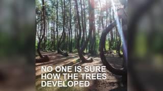 Poland’s Mysterious ‘Crooked Forest’