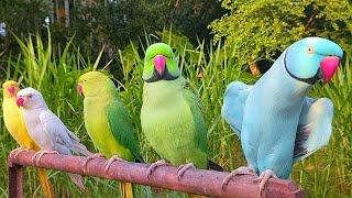 Ringneck Parrot Talking Natural Sounds