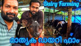 Dairy Farm | Dwaraka Dairy Farm | Cow Farm | പശു വളർത്തൽ | Jobin Magic World