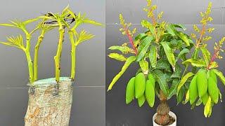 5 Multiple Grafting On One Mango Tree | How To Grow Mango Tree From Cutting