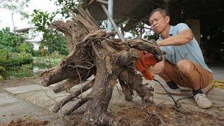 Extreme Creative The Dry Stump - Turn The Dried Tree Stump Into A Great Decorative Table Piece