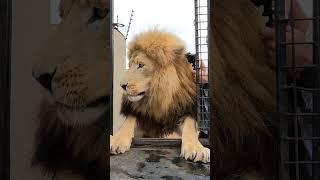 How to Load a LION #fun #cat #wild