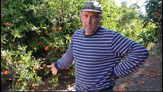 Mandarinas que no se recolectan, explicaciones de cítricos y arboles frutales
