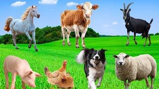 Farm Animals - Cows, Pigs, Chickens, Sheep, Goats, Horses - Animal Moments