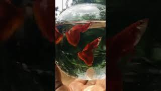 Full red guppy ️|YS Line Black Eye Full Red BD 6238116364