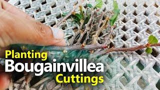 Planting Bougainvillea Cuttings using River Sand