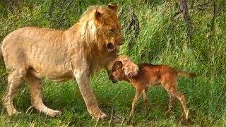 Lion saves a baby calf from another lion attack