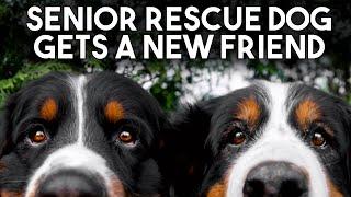 Senior Rescue Dog Gets A New Friend | Happy Ending